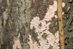 Corticium roseum