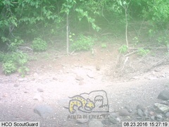 Sylvilagus cunicularius insolitus