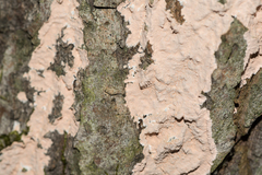 Corticium roseum