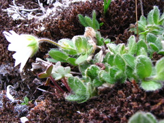 Cerastium nigrescens arcticum