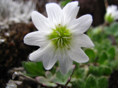 Cerastium nigrescens arcticum