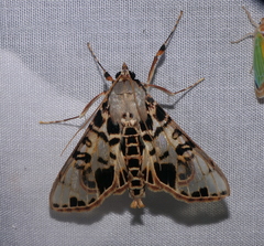 Azochis