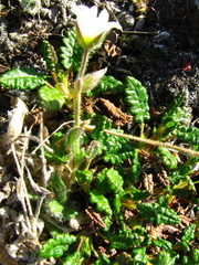 Cerastium nigrescens arcticum