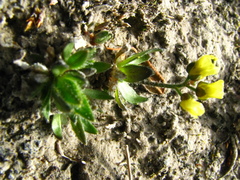 Draba alpina