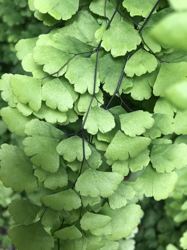 black maidenhair fern