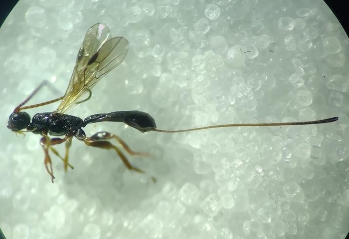 Braconid wasp
