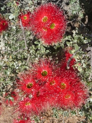 Kunzea pulchella