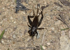 Teleogryllus occipitalis