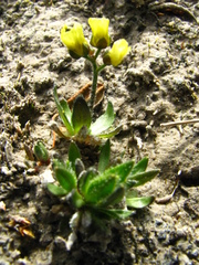 Draba alpina