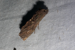 Elymiotis complicata