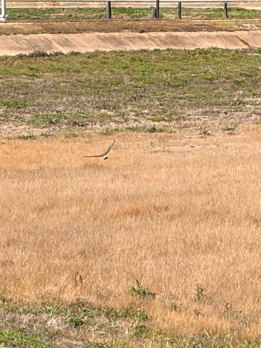 Northern Harrier