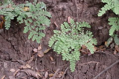 Adiantum amplum