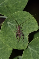 Zvenella
