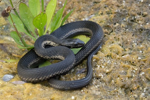West Coast Garter Snake, Thamnophis validus