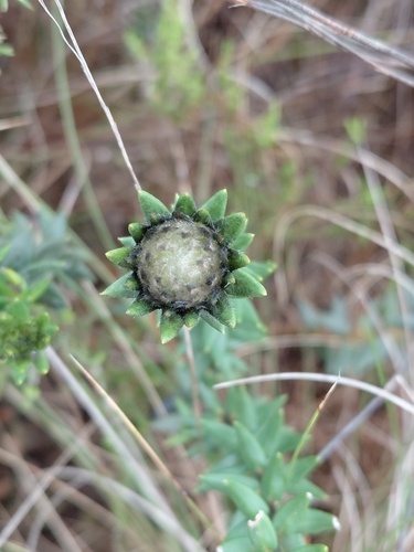 Flat Hardleaf (Phylica propinqua)