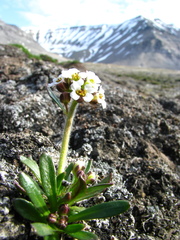 Draba norvegica