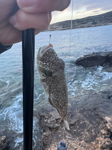 Torquigener flavimaculosus