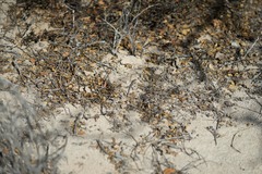 Aspidoscelis espiritensis