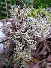 Sphaerophorus globosus