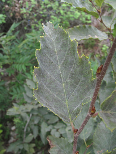 Erysiphe arcuata