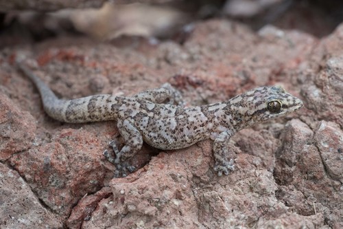 San Lucan Gecko, Phyllodactylus unctus