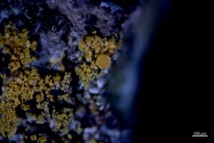 Polycauliona flavogranulosa