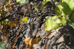 Sceloporus hunsakeri