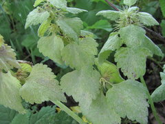 Neoerysiphe galeopsidis