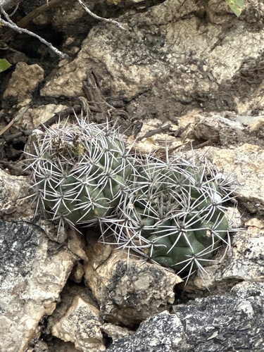Gymnocalycium mostii