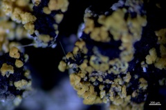 Polycauliona flavogranulosa