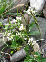 Draba norvegica