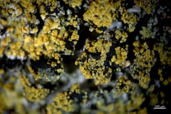 Polycauliona flavogranulosa