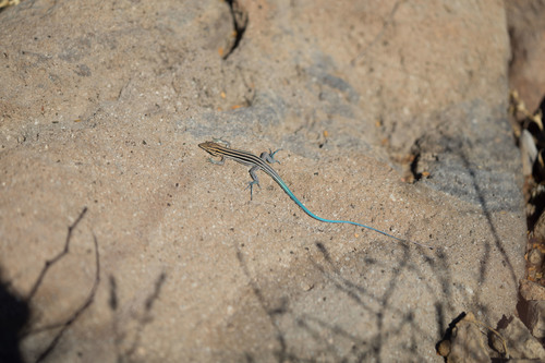 Espiritu Santo Whiptail