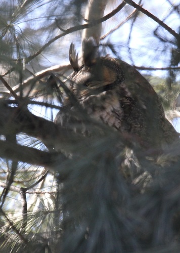 Long-eared Owl