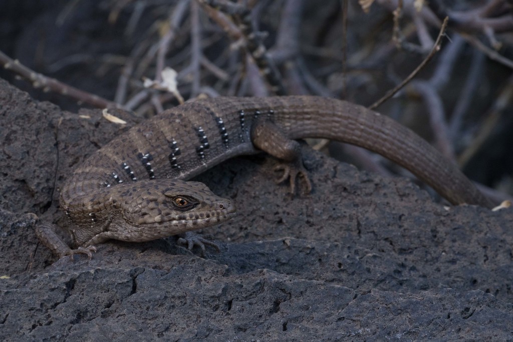 Central Peninsular Alligator Lizard
