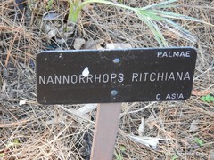 Nannorrhops