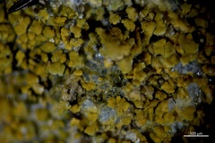 Polycauliona flavogranulosa
