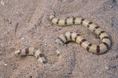 Sonora cincta