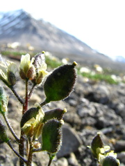 Draba norvegica