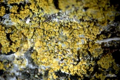 Polycauliona flavogranulosa