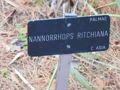 Nannorrhops