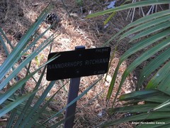 Nannorrhops