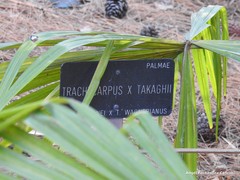 Trachycarpus
