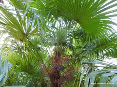 Trachycarpus takil