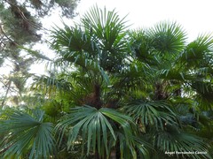 Trachycarpus takil
