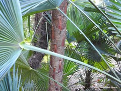 Trachycarpus martianus