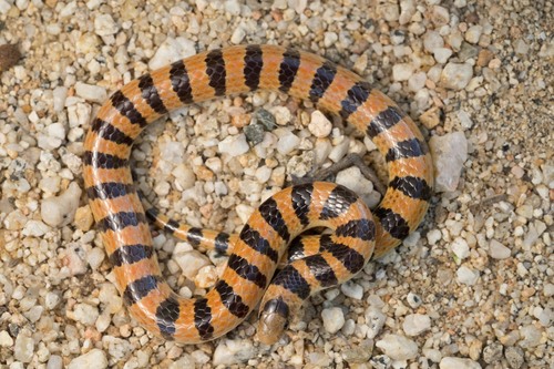 Banded Sand Snake, Sonora fasciata