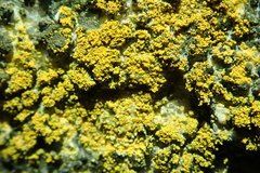 Polycauliona flavogranulosa