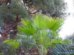 Trachycarpus martianus