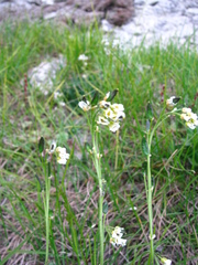 Draba glabella
